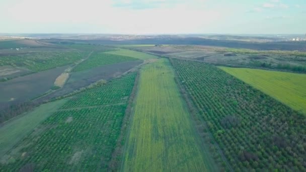 Flug über ein blühendes Rapsfeld, überall auf dem Feld werden gelbe Blumen gepflanzt. — Stockvideo