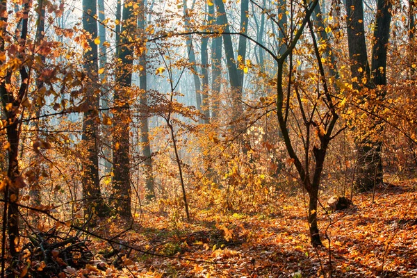 Renkli Sisli Sonbahar Ormanı — Stok fotoğraf