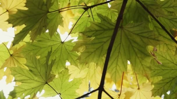 Yellow Autumn Maple Leaves Close Soft Focus — Stock Video