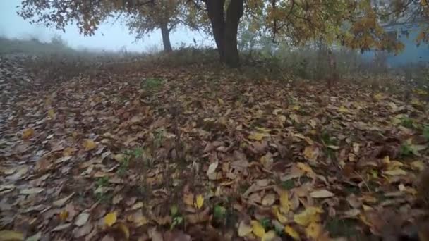 Titokzatos Őszi Sűrű Ködben Lehullott Lombfák Ősszel Természetes Háttér Rejtélyes — Stock videók