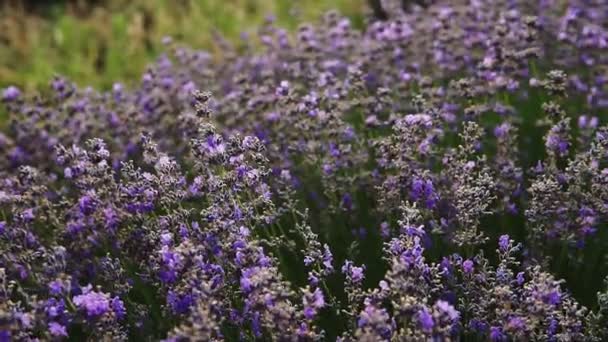 Des Buissons Lavande Fleurie Sur Champ Gros Plan — Video