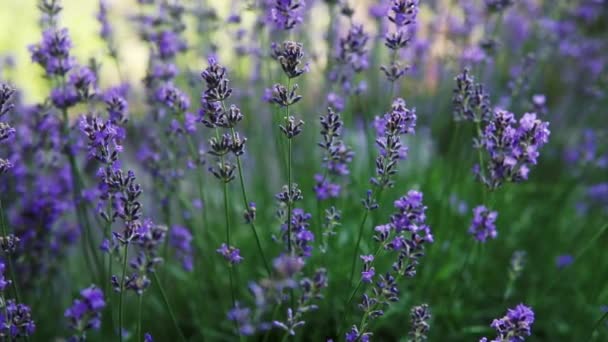 Buskar Med Blommande Lavendel Fältet Närbild — Stockvideo