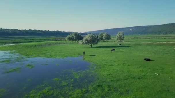 Let Přes Řeku Dněster Krásný Výhled Létajících Dronů Místo Bydliště — Stock video