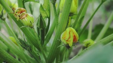 Yeşil kabak ve çiçek çalıları, hasat konsepti, yumuşak odaklı arka plan