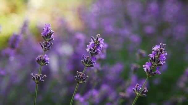 Arbustos Lavanda Floreciente Campo Primer Plano — Vídeo de stock