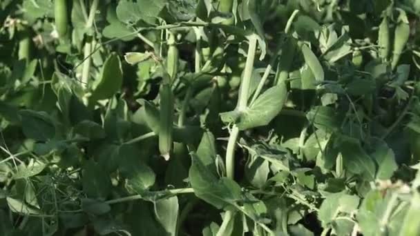 美しい晴れた日に植物園の植物に若いエンドウ豆のポッド 畑で育った若い緑のエンドウ豆です 有機食品だ — ストック動画