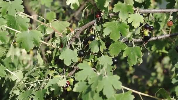 黑色的醋栗灌木在风中摇曳着 成熟的黑醋栗灌木 — 图库视频影像