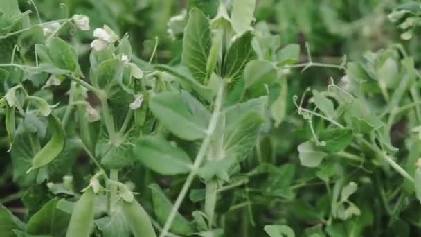 美しい晴れた日に植物園の植物に若いエンドウ豆のポッド 畑で育った若い緑のエンドウ豆です 有機食品だ — ストック動画