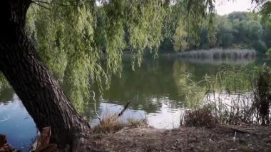 Sonbahar ağaçlı bir parkta göl manzarası. Varşova. Gündüzleri renkli sonbahar ağaçları.