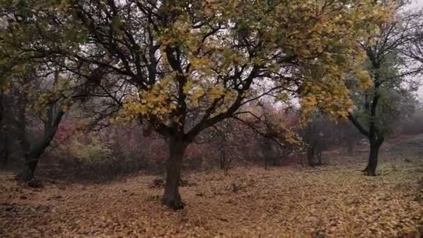 Pov Foresta Naturale Alberi Alti Montagna Nella Nebbia Nebbia Steadicam — Video Stock