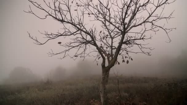 Jesienne Upiorne Drzewo Pokryte Mgłą Mglisty Poranek — Wideo stockowe