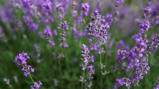 Buskar Med Blommande Lavendel Fältet Närbild — Stockvideo