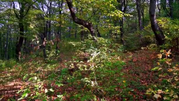 Belle Matinée Automne Dans Forêt — Video