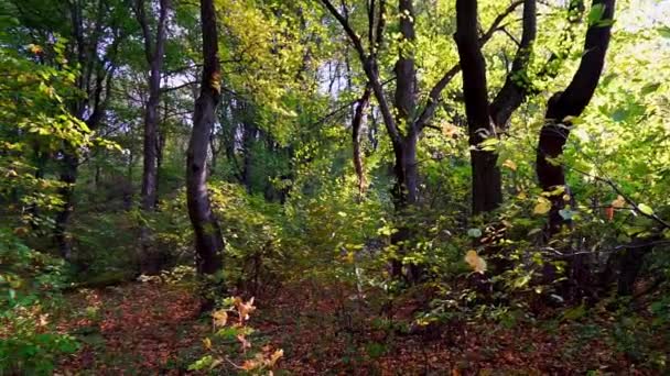 Prachtige Herfstochtend Het Bos — Stockvideo