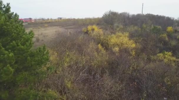 Voo Drone Sobre Floresta Outono Folhas Árvores Outono Laranja Vermelho — Vídeo de Stock