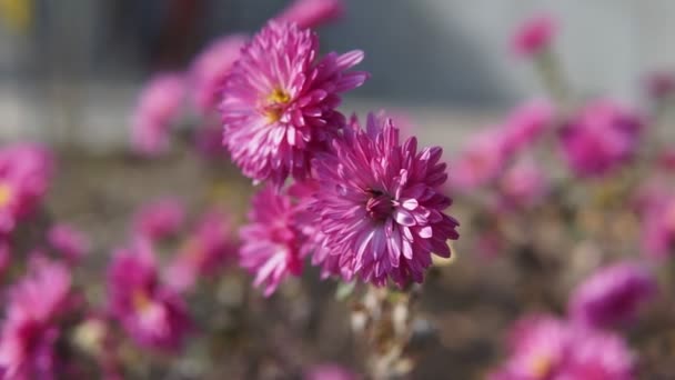 Slow Motion Forward Video Van Violette Chrysant Bloemen Kan Worden — Stockvideo