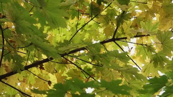 Żółty Klon Jesień Liście Zbliżenie Miękkie Skupienie — Wideo stockowe