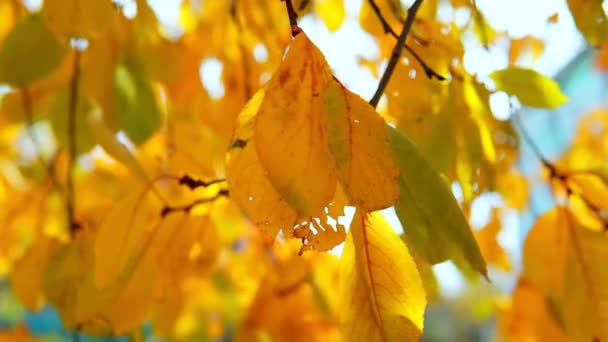 Gul Höst Lönn Blad Närbild Och Mjuk Fokus — Stockvideo