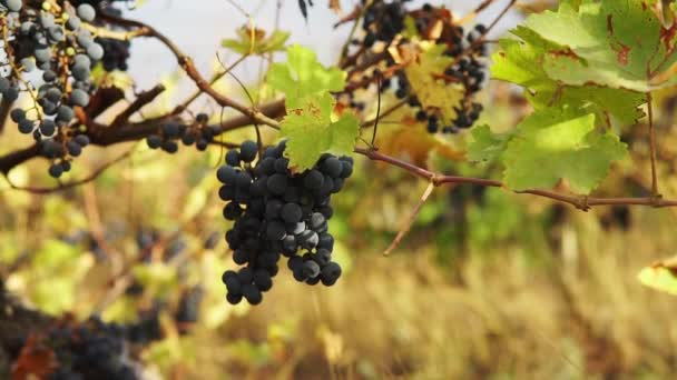 Fechar Mãos Masculinas Coleta Uvas Videira Preta Corte Por Tesoura — Vídeo de Stock