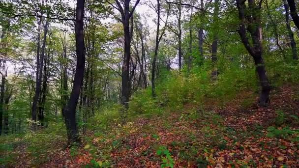 Schöner Herbstmorgen Wald — Stockvideo