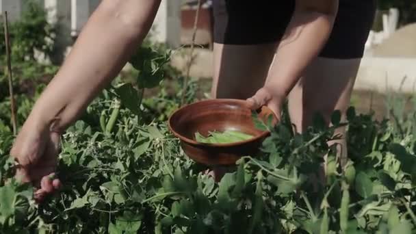 Uma Jovem Recolhe Ervilhas Jovens Das Camas Seu Próprio Jardim — Vídeo de Stock