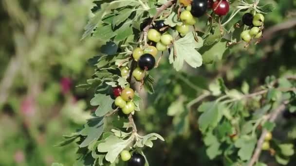 Cespuglio Ribes Nero Movimento Nel Vento Primo Piano Cespuglio Ribes — Video Stock