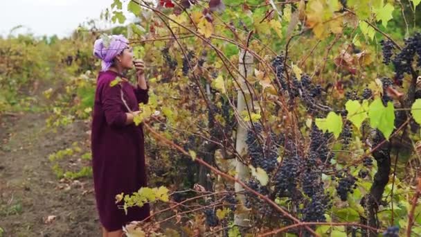 Collect Grapes Foreground Cluster Grapes Background Woman Collects White Grapes — Stock Video