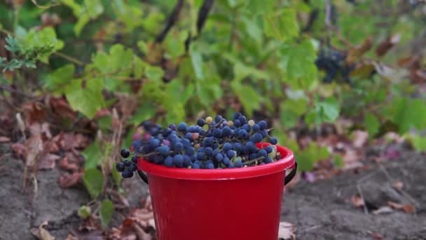 Zblízka Záběr Čerstvých Černých Hroznů Padající Kbelíku Sklizeň Révy Vinné — Stock video