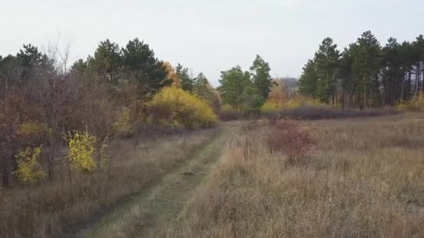 Drone Vlucht Het Herfstbos Herfst Bladeren Bomen Oranje Rood Geel — Stockvideo