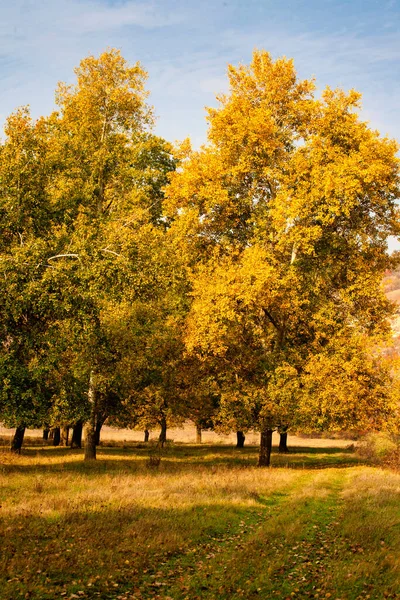 Autumn Background Yellowed Leaves Poplar Trees Bottom View Crown Trees — Stock Photo, Image