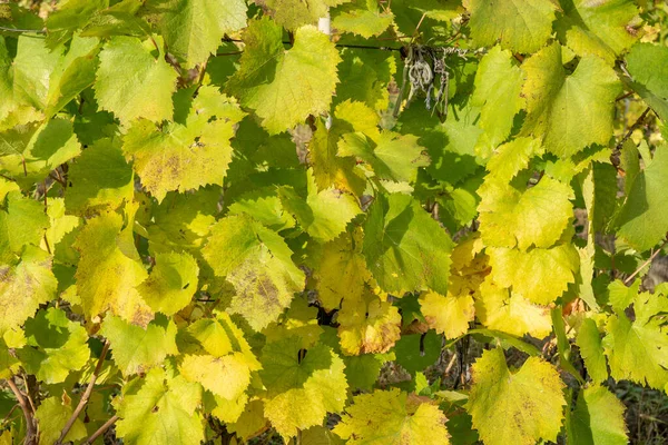 Виноградник Осенью Оранжевые Желтые Листья Фона Крупный План — стоковое фото