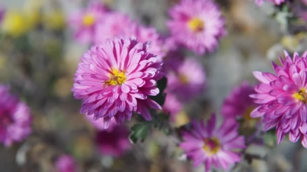 Bina Suger Nektar Från Pollen Nära Håll Krysantemumblommor — Stockvideo