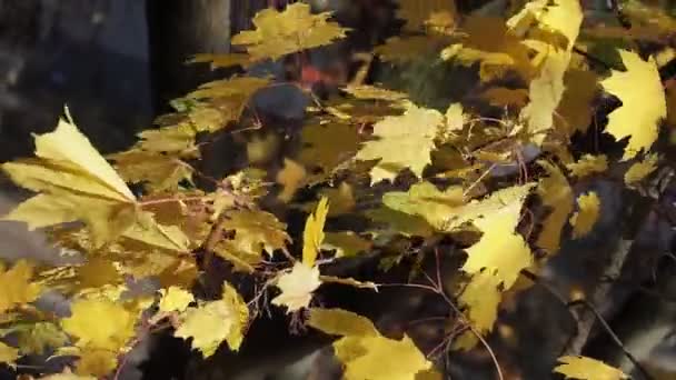 Sarı Sonbahar Akçaağaç Yaprakları Yakın Çekim Yumuşak Odak — Stok video