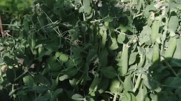 Las Vainas Guisantes Jóvenes Las Plantas Jardín Verduras Hermoso Día — Vídeos de Stock