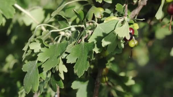 Black Currant Bush Moving Wind Close Ripe Black Currant Bush — Stock Video