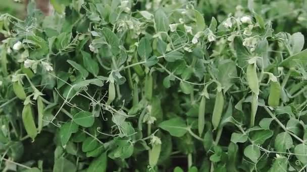 Las Vainas Guisantes Jóvenes Las Plantas Jardín Verduras Hermoso Día — Vídeo de stock