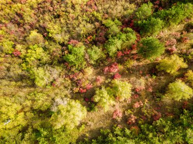 Güz mevsiminde canlı orman ormanlarının düşüşü sırasında güzel kuş bakışı drone manzarası. Sonbahar ormanı gün doğumunda, yukarıdan manzara