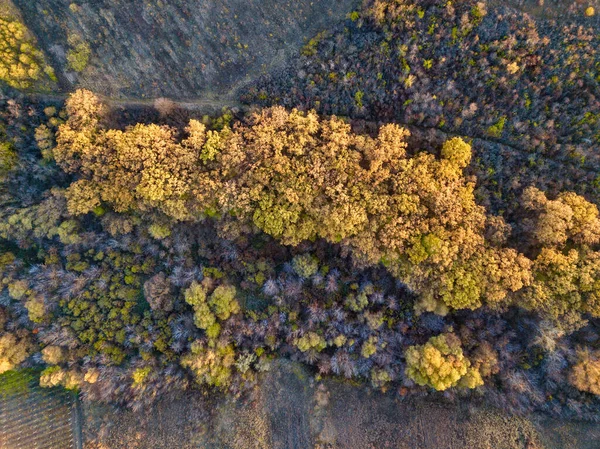 Vacker Fågelperspektiv Drönare Landskap Bild Hösten Fall Levande Skog Skog — Stockfoto