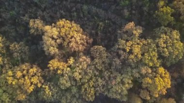 Sonbahar ormanında İHA uçuşu. Sonbahar yaprakları ve ağaçlar. Turuncu, Kırmızı, Sarı ve Yeşil Güzel Sahne.