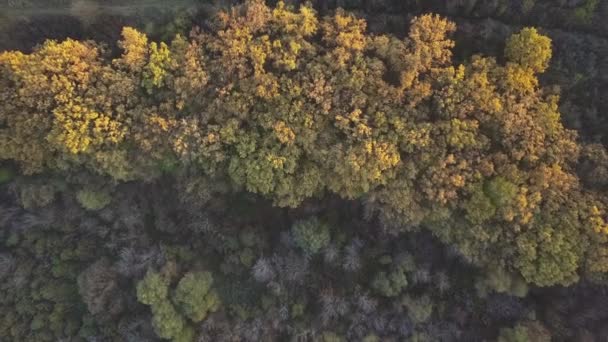 秋の森へのドローン飛行 秋の葉や木 オレンジ 緑の美しいシーン — ストック動画