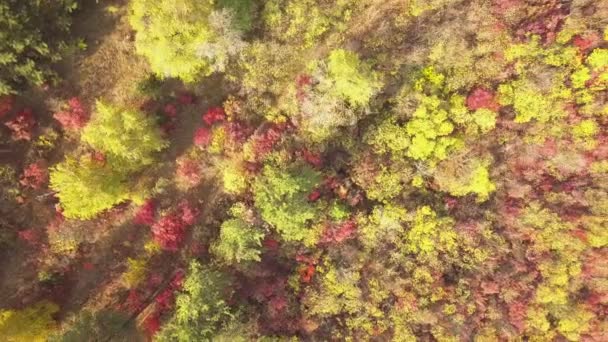 Drónrepülés Őszi Erdő Felett Őszi Levelek Fák Narancs Piros Sárga — Stock videók