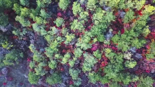 Drohnenflug Über Fallwald Herbstblätter Und Bäume Orange Rot Gelb Und — Stockvideo