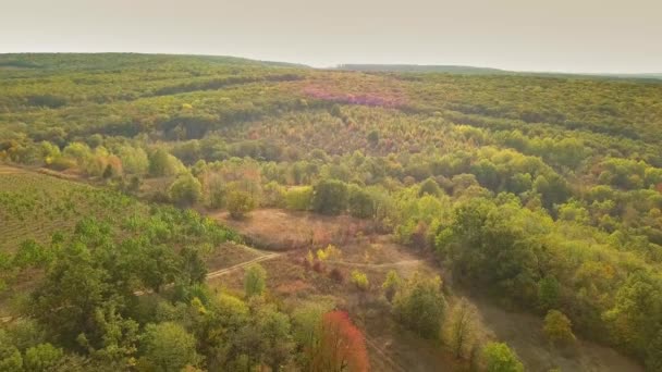 Vuelo Drones Sobre Bosque Otoñal Hojas Árboles Otoñales Naranja Rojo — Vídeos de Stock