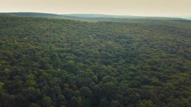 Sonbahar ormanında İHA uçuşu. Sonbahar yaprakları ve ağaçlar. Turuncu, Kırmızı, Sarı ve Yeşil Güzel Sahne.