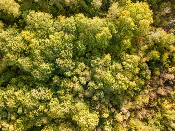 Vacker Fågelperspektiv Drönare Landskap Bild Hösten Fall Levande Skog Skog — Stockfoto