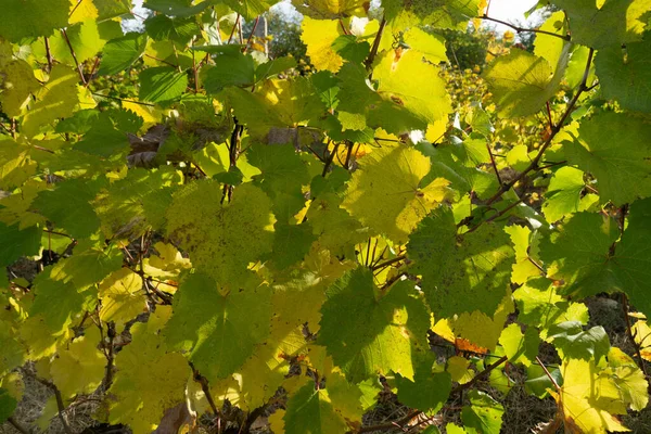 秋にブドウ園 オレンジと黄色の葉の背景 — ストック写真