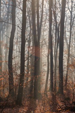 Sonbahar ormanı ve renkli yapraklı ağaçlar