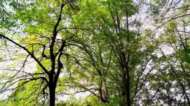 Ormanda güzel bir sonbahar sabahı