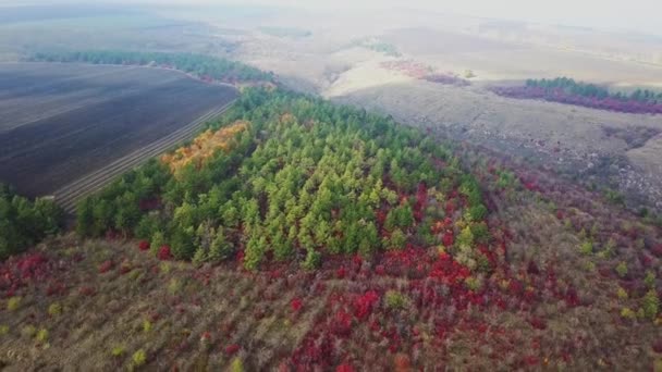 无人机飞越秋天的森林秋天的树叶和树木 黄色和绿色美丽的风景 — 图库视频影像