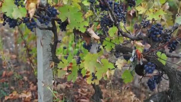 Vídeo Campesina Vistiendo Overoles Mezclilla Entrando Viñedo Con Cesta Llena — Vídeos de Stock